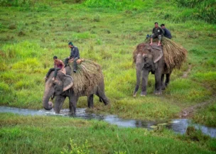 chitwan-national-park